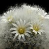 Mammillaria_albicoma